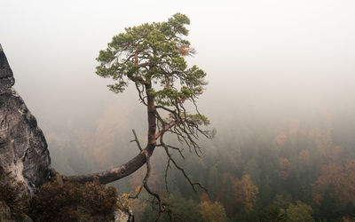 Tree growing on mountain during foggy weather