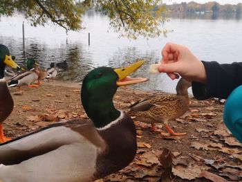 Ducks on a lake