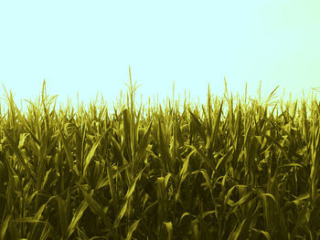 Close-up of wheat field against clear sky