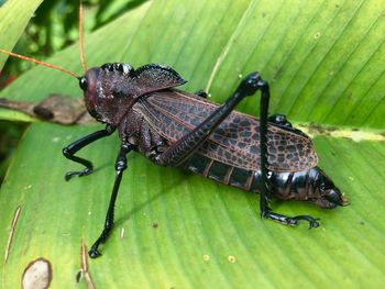 Close-up of butterfly on leaf