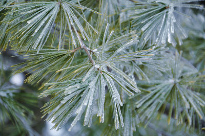 Close-up of frozen pine tree needles