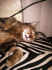 Cat resting on couch