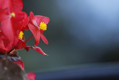 Close-up of flowers against blurred background