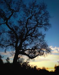 Low angle view of silhouette tree against sky