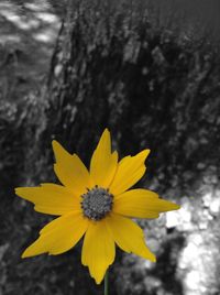 Close-up of yellow daisy flower