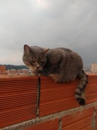 Portrait of cat relaxing against sky