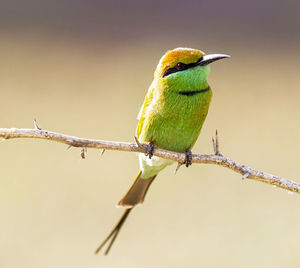 Close-up of bird perching on branch