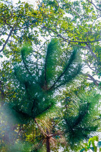 Low angle view of tree