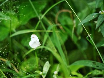 Close-up of white flower on grass