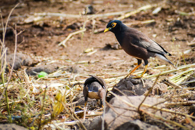 Close-up of maynah bird perching on a field