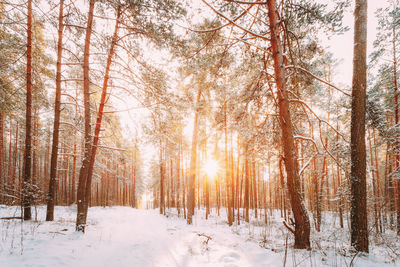 Trees in forest during winter