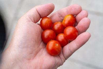 Close-up of hand holding tomatoes