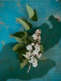 High angle view of flowering plant