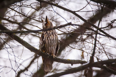 Low angle view of bird perching on branch