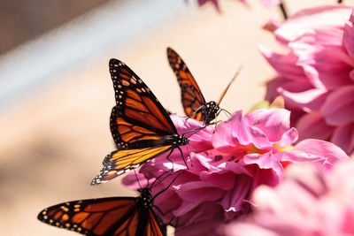 Close-up of butterflies perching on flower