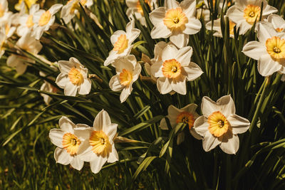 Close-up of white flowering plants on field