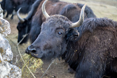 Close-up of a horse on field