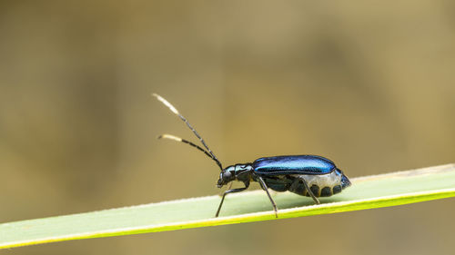 Close-up of insect on leaf