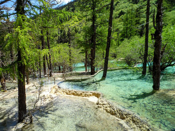 Scenic view of waterfall in forest