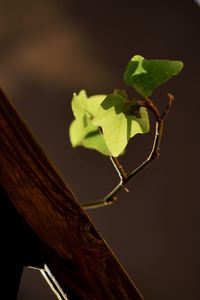 Low angle view of plant