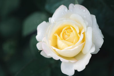 Top view of beautiful light yellow rose in garden, flower and valentines concept