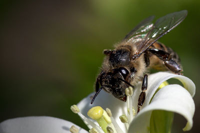 Close-up of honey bee on flower