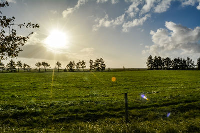 Trees growing on field against sky during sunset