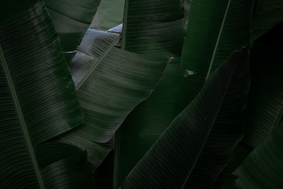 Full frame shot of green leaves