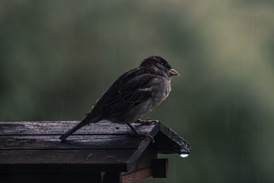 Close-up of bird perching on wood