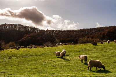 Sheep grazing in a field