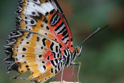 Close-up of butterfly on plant