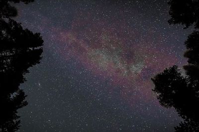 Low angle view of trees against sky at night