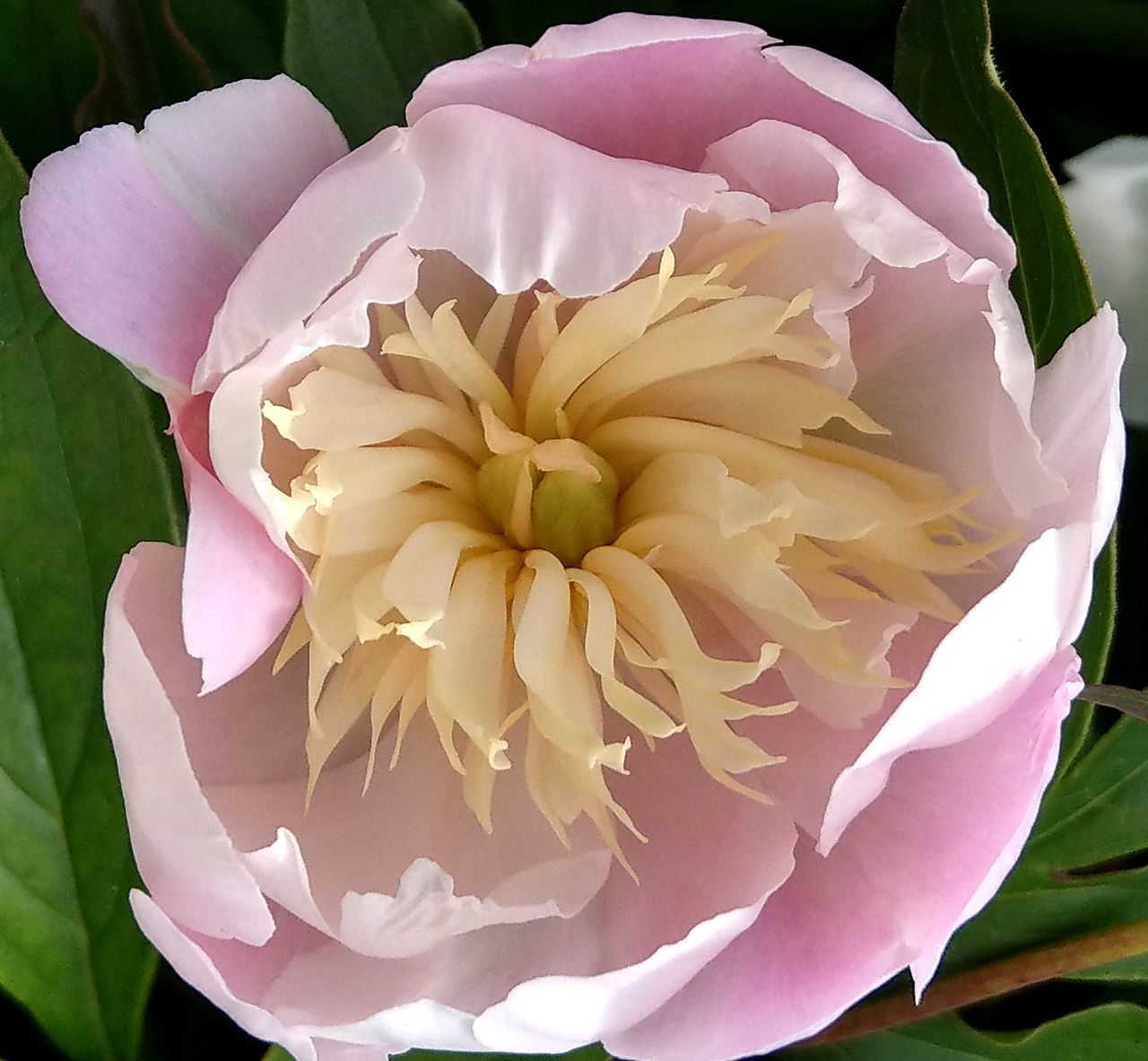 CLOSE-UP OF PINK ROSE WITH WHITE ROSES