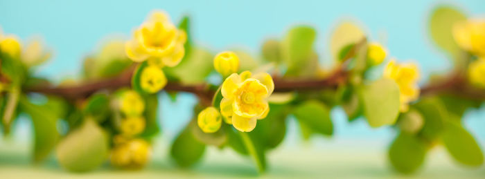 Close-up of yellow flowering plant on field