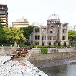 Bird perching by buildings in city