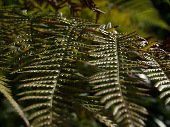 Close-up of wet leaves