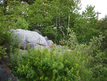 Plants and trees in the forest