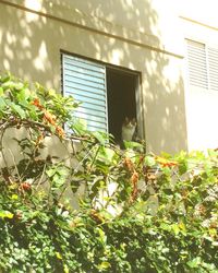 Low angle view of plants and building