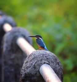 Close-up of bird perching on wooden post