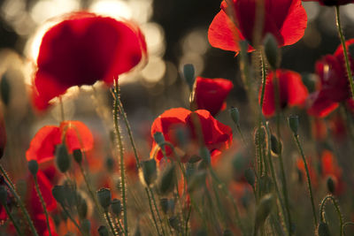 Close-up of red poppy flowers on field