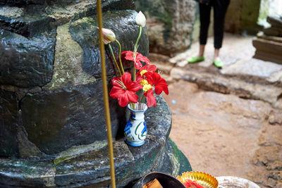 Low section of red flower on rock