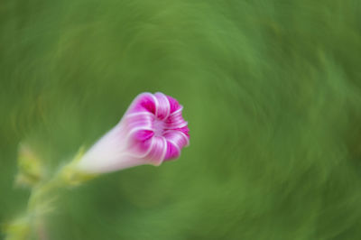 Close-up of pink flower