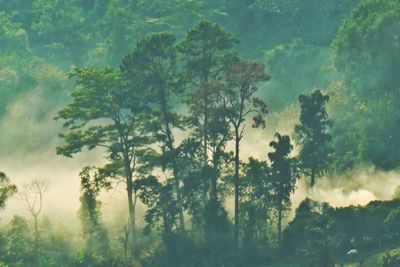 Trees in forest against sky