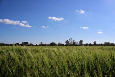 Scenic view of wheat field against blue sky