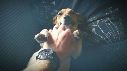 Cropped image of hand stroking dog on bed at home