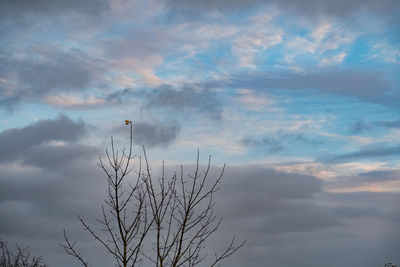 Plant against sky