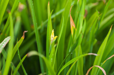 Close-up of green plants on field