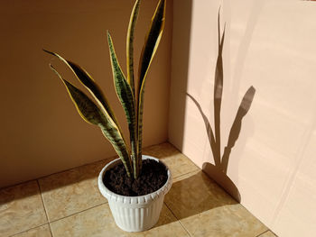 Close-up of potted plant on table at home