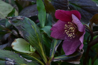 Close-up of pink flowers