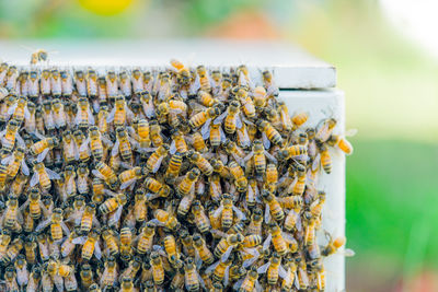 Close-up of honey bees